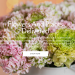 Flowers and Plants Co: Your Source for High-Quality Floral and Plant Products