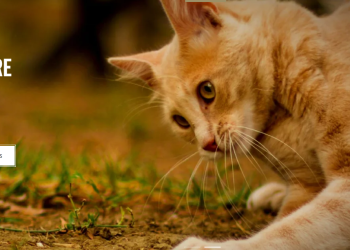 AATU: A Revolution in Pet Nutrition