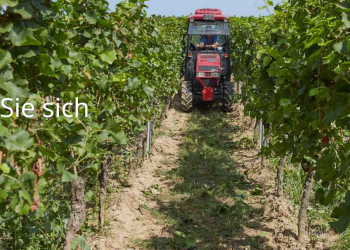 Klenert Wein: Handwerkliche Weinkunst aus Baden