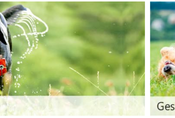 Hund-unterwegs.de – Der ideale Begleiter für Hundebesitzer auf Reisen