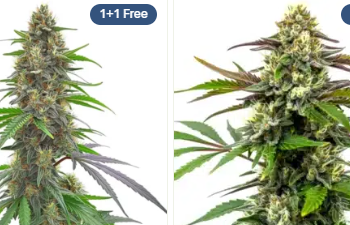 Blimburn Seeds: Pioneering Excellence in Cannabis Genetics