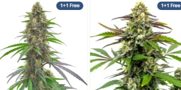 Blimburn Seeds: Pioneering Excellence in Cannabis Genetics