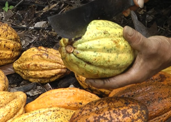 Discovering Fortunato Chocolate: A Journey into Exceptional Craftsmanship