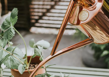 Discover Haws: The Leading Innovator in Watering Solutions