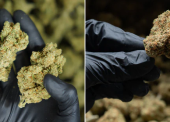 CBDE.fr : la référence française du CBD de qualité premium