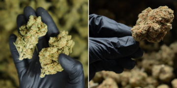 CBDE.fr : la référence française du CBD de qualité premium