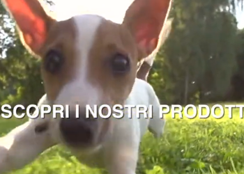 Scodinzolando: L’eccellenza italiana per il benessere e lo stile dei tuoi animali domestici