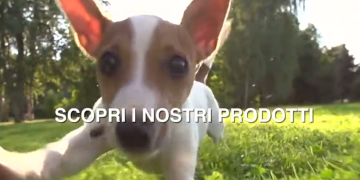 Scodinzolando: L’eccellenza italiana per il benessere e lo stile dei tuoi animali domestici