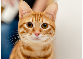 Petotal: Alles für dein Haustier an einem Ort