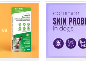 BudgetPetCare – Affordable Solutions for Your Pet’s Health