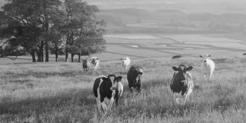 Farmfetch: A Curated Marketplace for Exceptional British Food