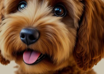 Teddy’s Trove: A Treasure Trove of Timeless Toys and Gifts