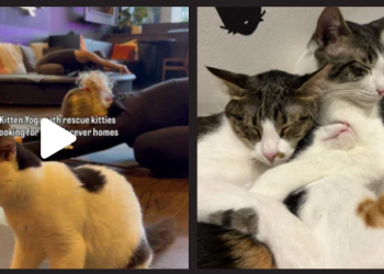 Java Whiskers: A Deep Dive into London’s Cat Café and Rescue Mission