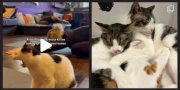 Java Whiskers: A Deep Dive into London’s Cat Café and Rescue Mission