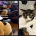 Java Whiskers: A Deep Dive into London’s Cat Café and Rescue Mission