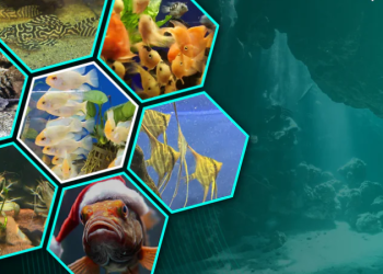 Fishcave Aquatics: A Comprehensive Look at a UK Specialist Aquatics Store