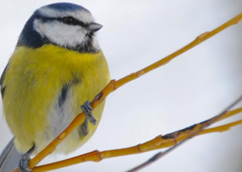 Binocular Base: Specialist Retailer of Optical Equipment