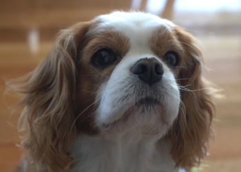 K9 Cover: Specialist Dog Insurance for Pre-Existing Conditions