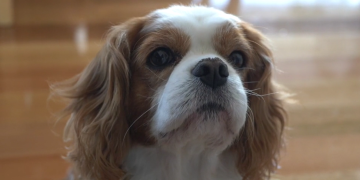 K9 Cover: Specialist Dog Insurance for Pre-Existing Conditions