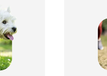 Keeping Your Dog Healthy and Active with PitPat