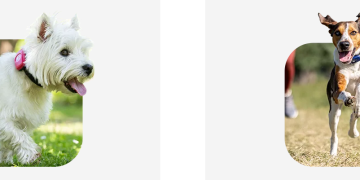 Keeping Your Dog Healthy and Active with PitPat