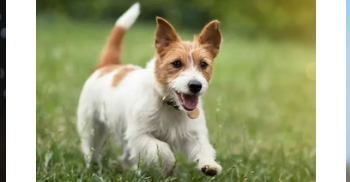 Animigo – A Fresh Approach to Wellness and Natural Health