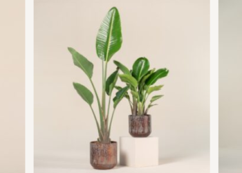 What Makes The Palm Centre Special