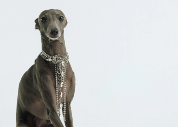 Ce qui rend Bimba y Lola particulier